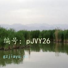 ˫